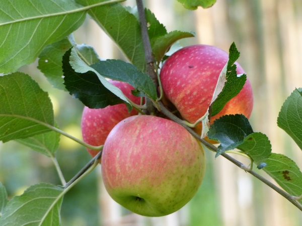 Rheinischer Bohnapfel Frucht